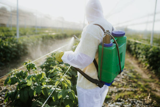 Best Pest Removal Services  in Hempstead, TX